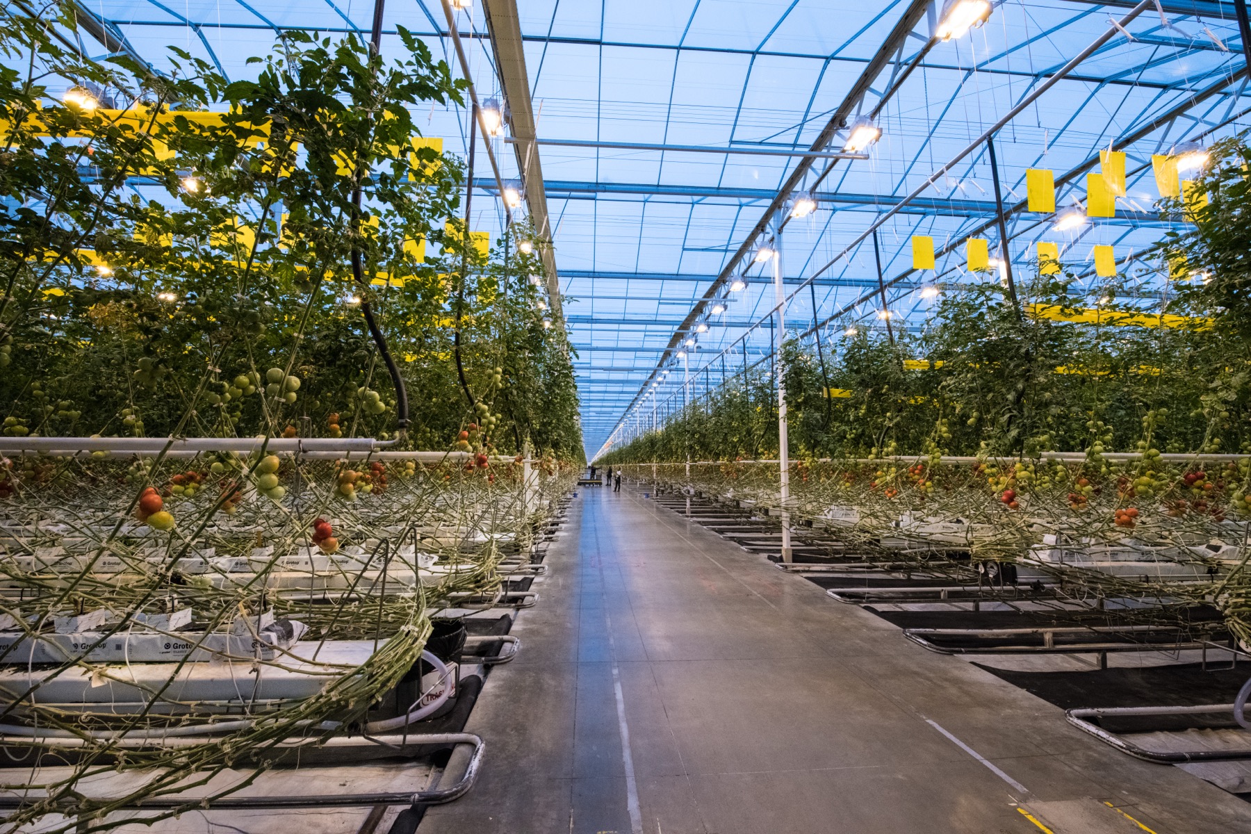 Тепличное хозяйство как сценарий применения цеолита